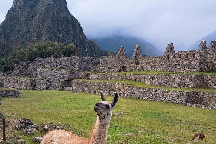 Dia inteiro em Machu Picchu saindo de Cusco com trem Vistadome
