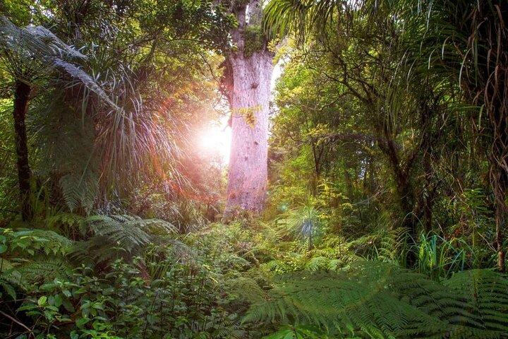 Visite en petit groupe de la forêt mystique de Kauri au départ d'Auckland