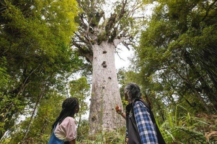 オークランド発、ワイポウア森林公園カウリの神秘を巡る小グループ ツアー