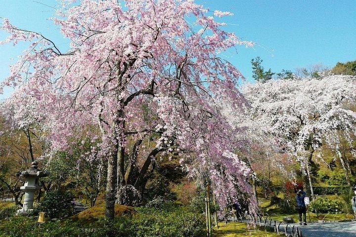 西京都＆嵐山 徹底解説1 日帰り文化ツアー