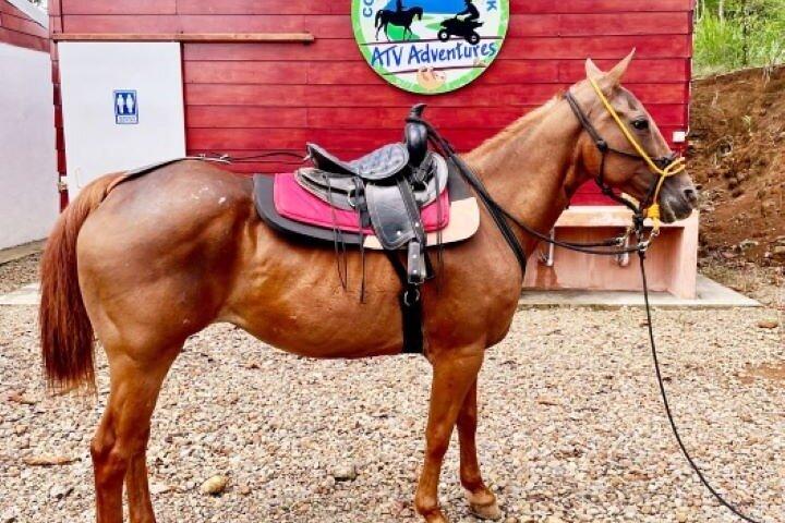 ボルケーノ テノリオ リオ セレステ 乗馬アドベンチャー ツアー 最大 7 名様まで