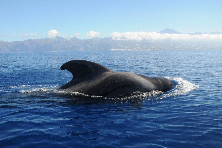 小グループでのクジラとイルカウォッチングツアーロスヒガンテスとマスカ