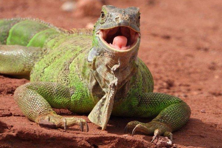 Crocoparc Trip from Agadir