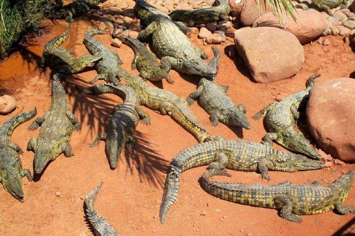 Crocoparc Trip from Agadir