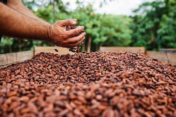 Visita guiada con degustación de chocolate en la granja de Kauai