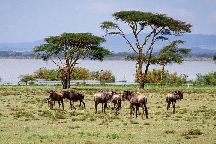 ナクル湖国立公園とナイバシャ湖サファリ2日間