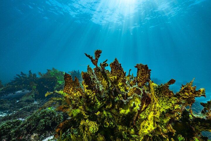 Experiencia guiada de snorkel en Bondi