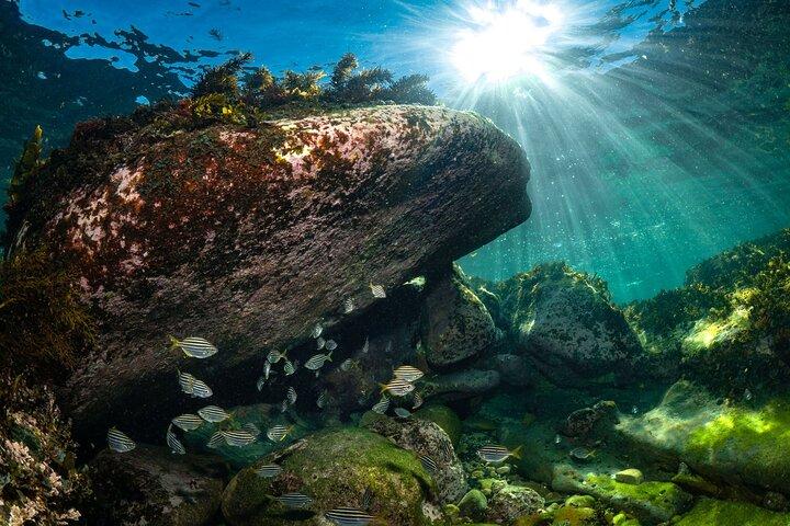 Experiencia guiada de snorkel en Bondi