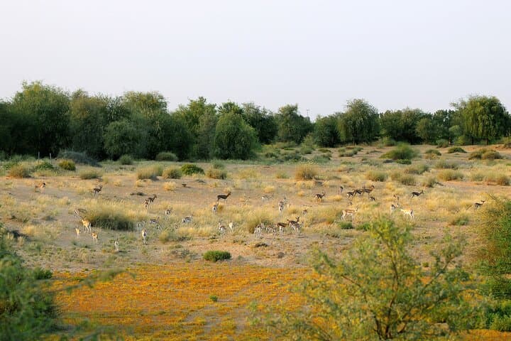 Dubai: Morning Safari by Vintage G Class & Al Marmoom Experience