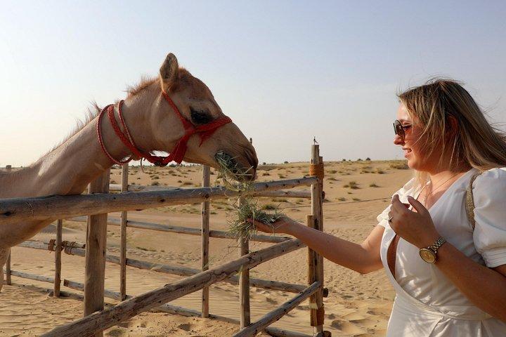 Abu Dhabi: Ökensafari med grill, kamelridning och sandbrädåkning