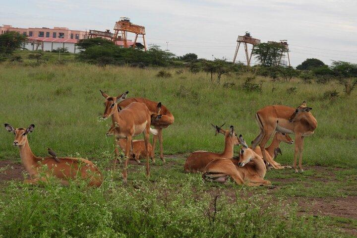 Tursafari; Nairobi nationalpark