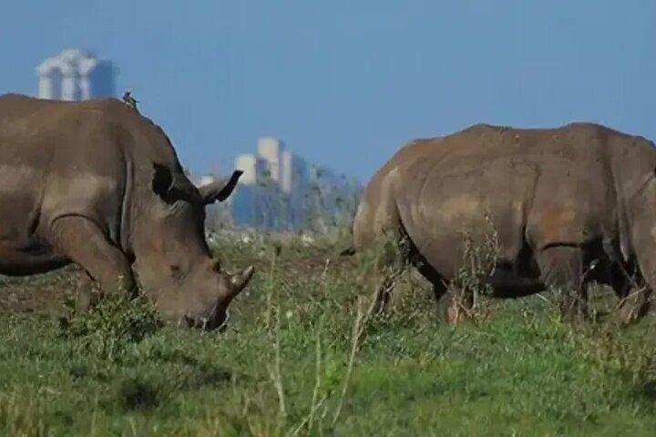 Tursafari; Nairobi nationalpark