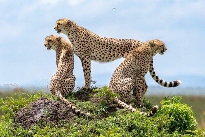 Tursafari; Nairobi nationalpark