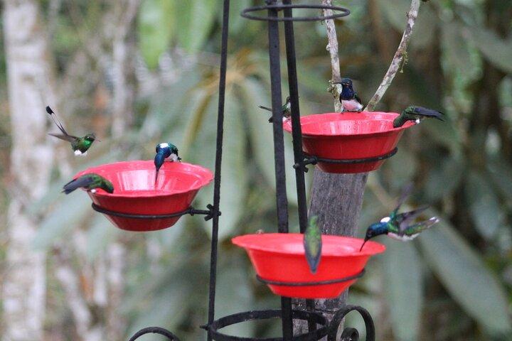Gemakkelijk vogels kijken in Cali Colombia (4 uur)