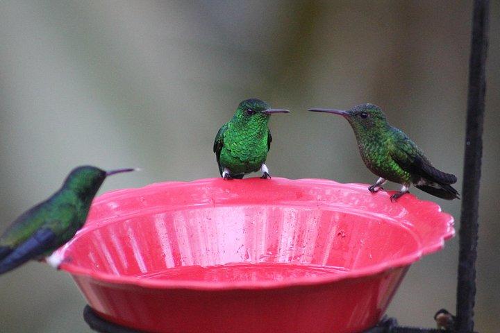 Easy Birdwatching in Cali Colombia (4 Hours)