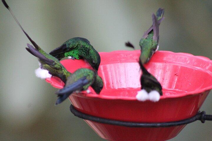 Gemakkelijk vogels kijken in Cali Colombia (4 uur)