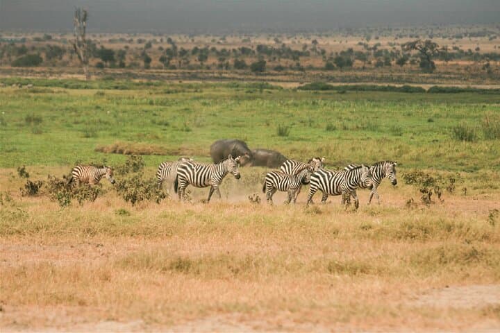 3 Days Maasai Mara Midrange Safari Experience