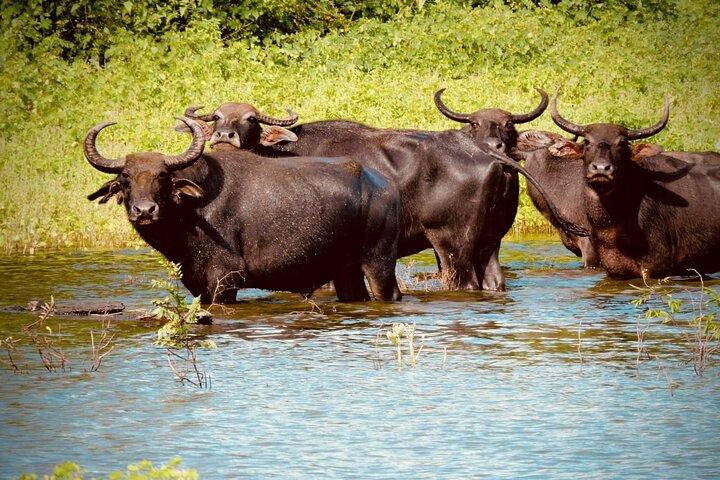 Visite du parc national d'Udawalawe