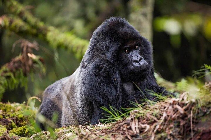 Un giorno di osservazione privata dei gorilla nel Parco Nazionale dei Vulcani