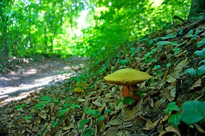 Hiking in Budapest