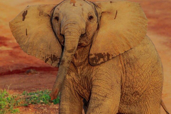 ツァボとアンボセリの3泊4日のサファリ