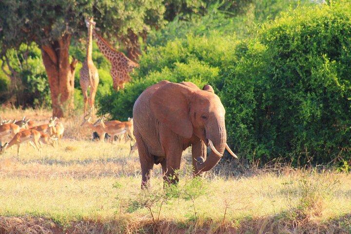 ツァボとアンボセリの3泊4日のサファリ