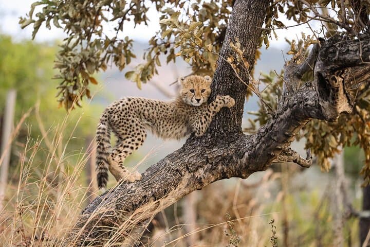 Remarkable Big 5 Sunrise Safari in Hoedspruit