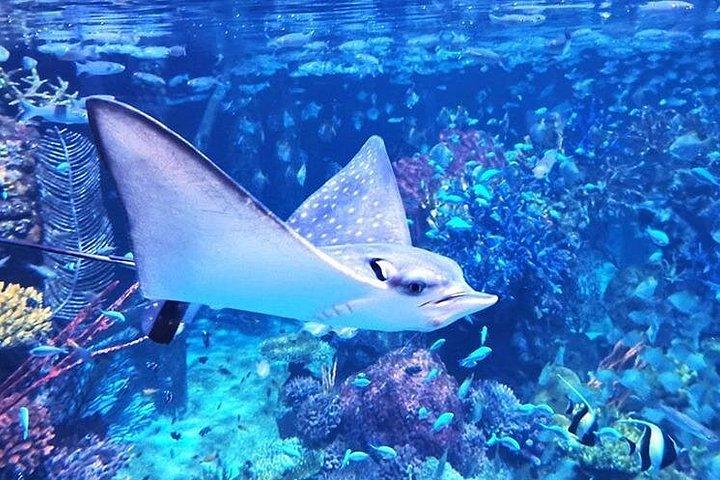 プーケットの水族館と AR トリックアイ ミュージアムのチケット