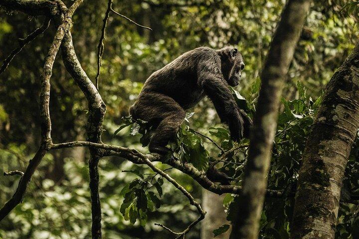Tour di 2 giorni del Parco Nazionale Nyungwe - Scimpanzé-Tettoia-Cascata