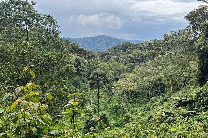 1 Tag Nyungwe Canopy Walk & Wasserfall Abenteuer