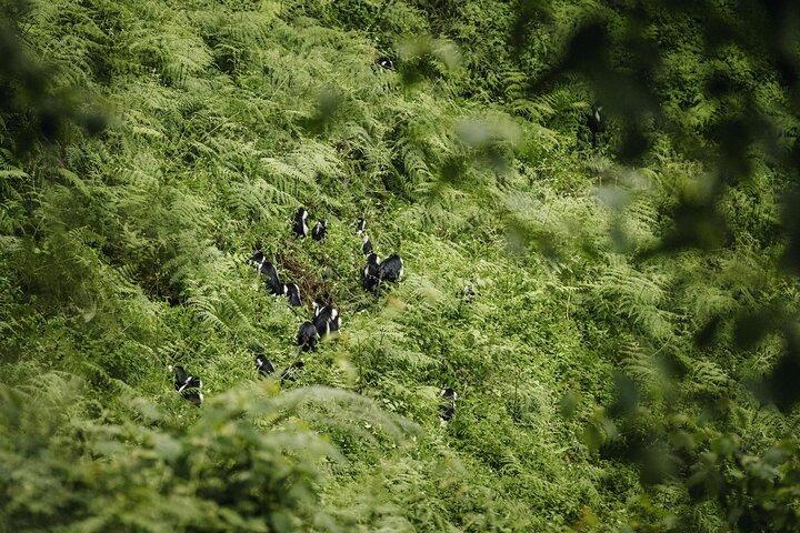 ニュングウェ国立公園2日間ツアー-チンパンジー-キャノピー-ウォーターフォール