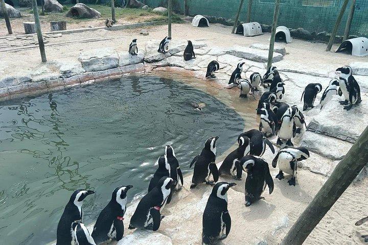 Rejser til Port Elizabeth Coast