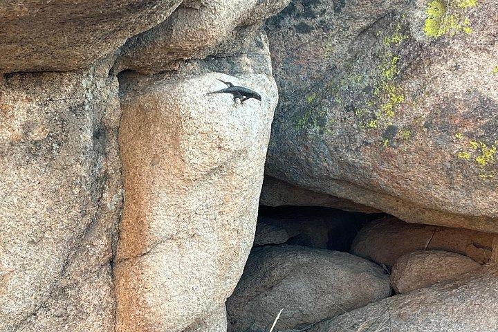 Joshua Tree National Park Sightseeing Adventure Tour