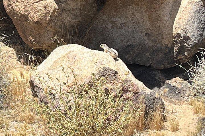 Joshua Tree National Park Sightseeing Adventure Tour