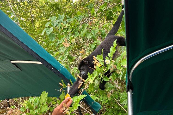 パナマ運河：ガトゥン湖野生動物ボートツアー