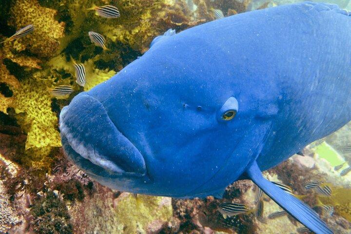 Guided Snorkeling Experience in Bondi