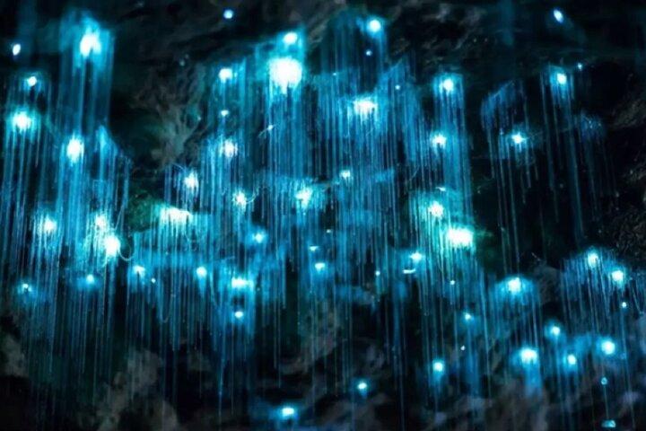 Waitomo Spellbound Glowworm Caves Kleingruppentour ab Auckland