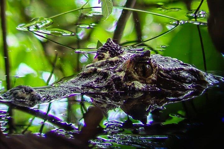 マヌエル・アントニオ国立公園：入場料込みのガイド付きツアー