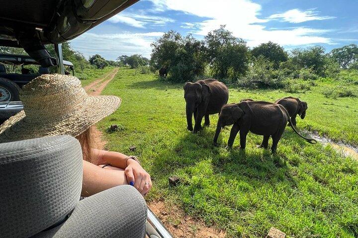 Udawalawe Nationalpark Safari Tour
