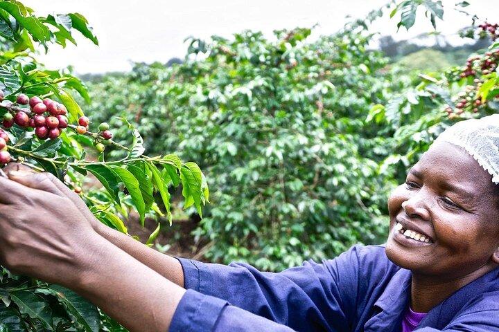 Kiambu Coffee Farm e visita guidata della fabbrica con biglietti d'ingresso