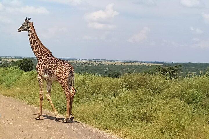 Pirschfahrt im Nairobi-Nationalpark