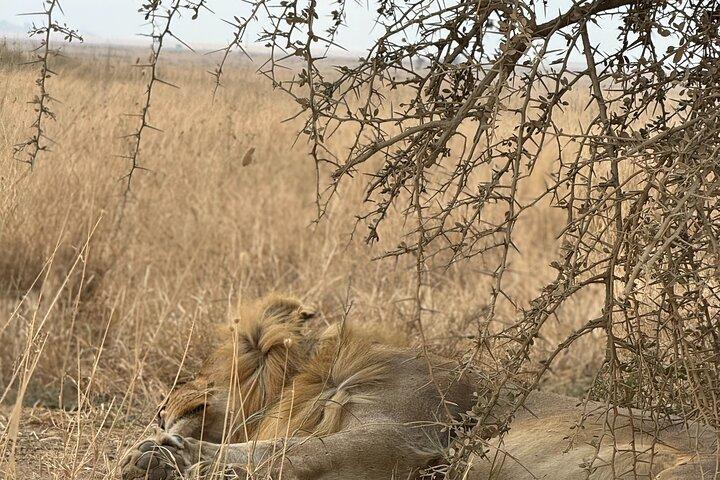 Safari de 7 días por la vida salvaje en Tanzania