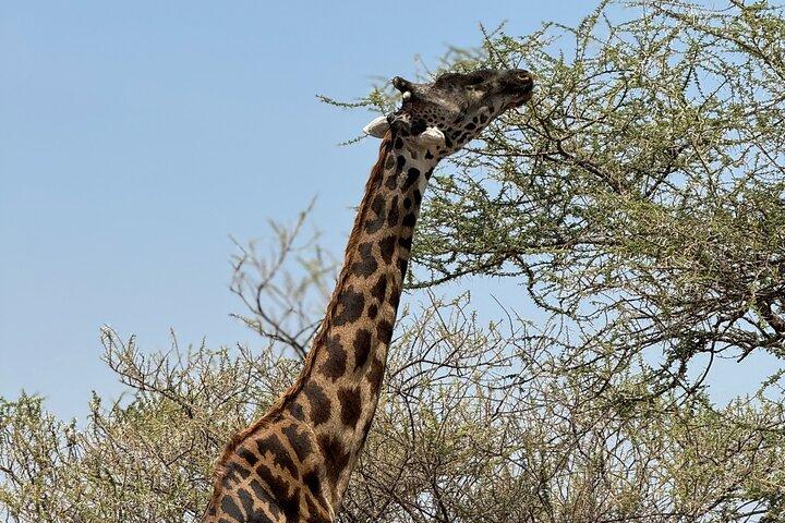 Safari de 7 días por la vida salvaje en Tanzania