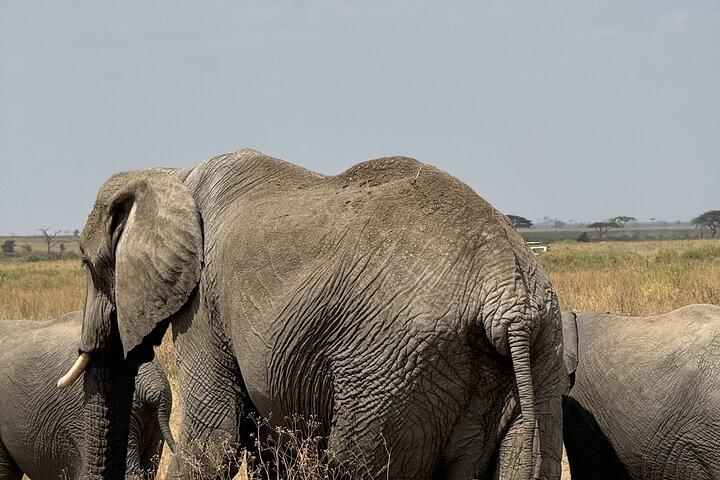 Safari de 7 días por la vida salvaje en Tanzania