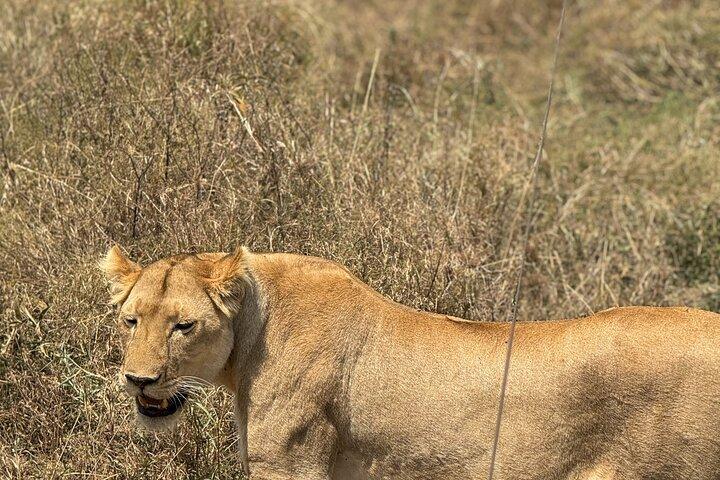 Safari de 7 días por la vida salvaje en Tanzania