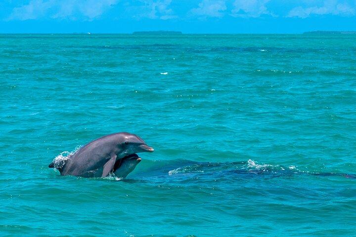 Croisière avec les dauphins et plongée avec tuba dans le récif au champagne