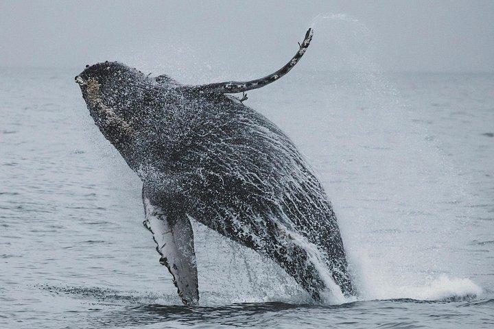 Majestic Encounter Respectful Whale Watching