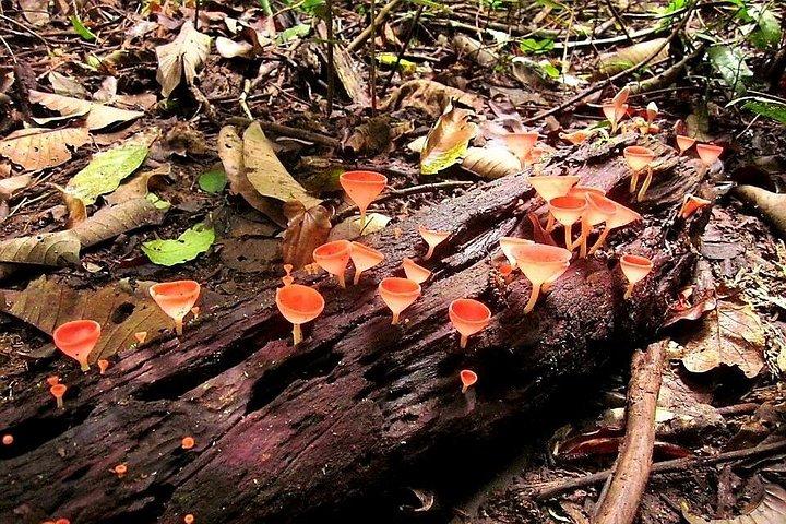 バンコクからの場合： カオヤイの壮大な滝日帰りツアー