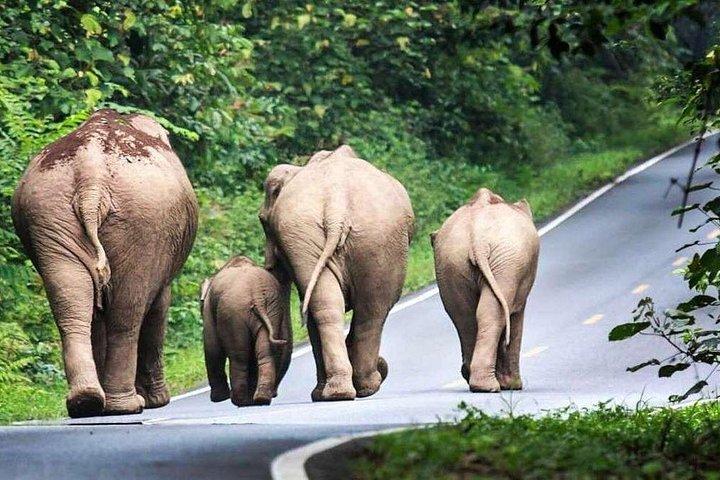 バンコクからの場合： カオヤイの壮大な滝日帰りツアー