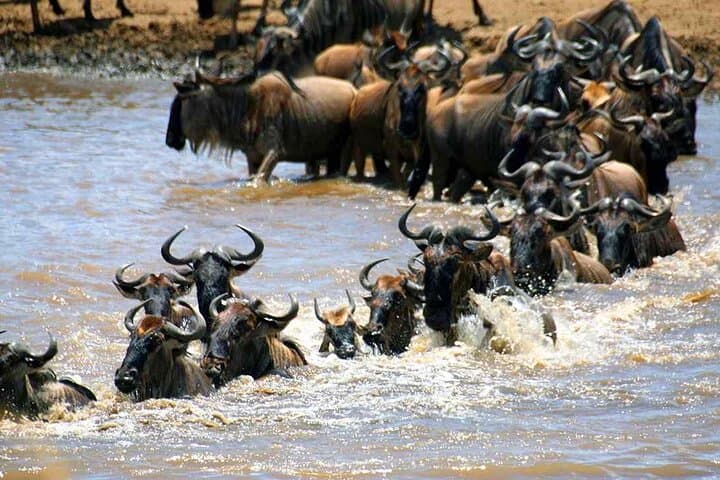 6 Days Masai Mara Wildebeest Migration Safari Holiday